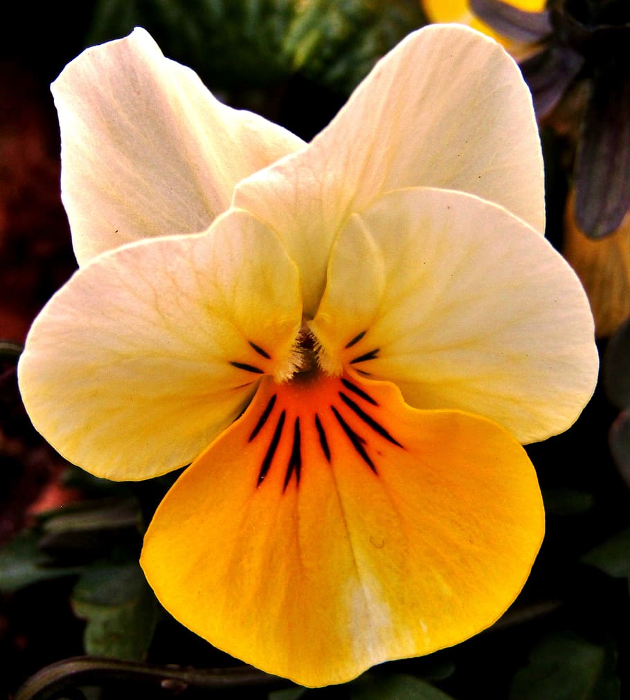 yellow, white, pansy, spring, violet, blossom, bloom, close up HD wallpaper