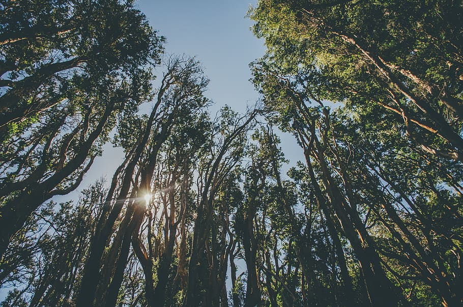 green-leafed trees during daytime, light, flare, plant, sunlight HD wallpaper