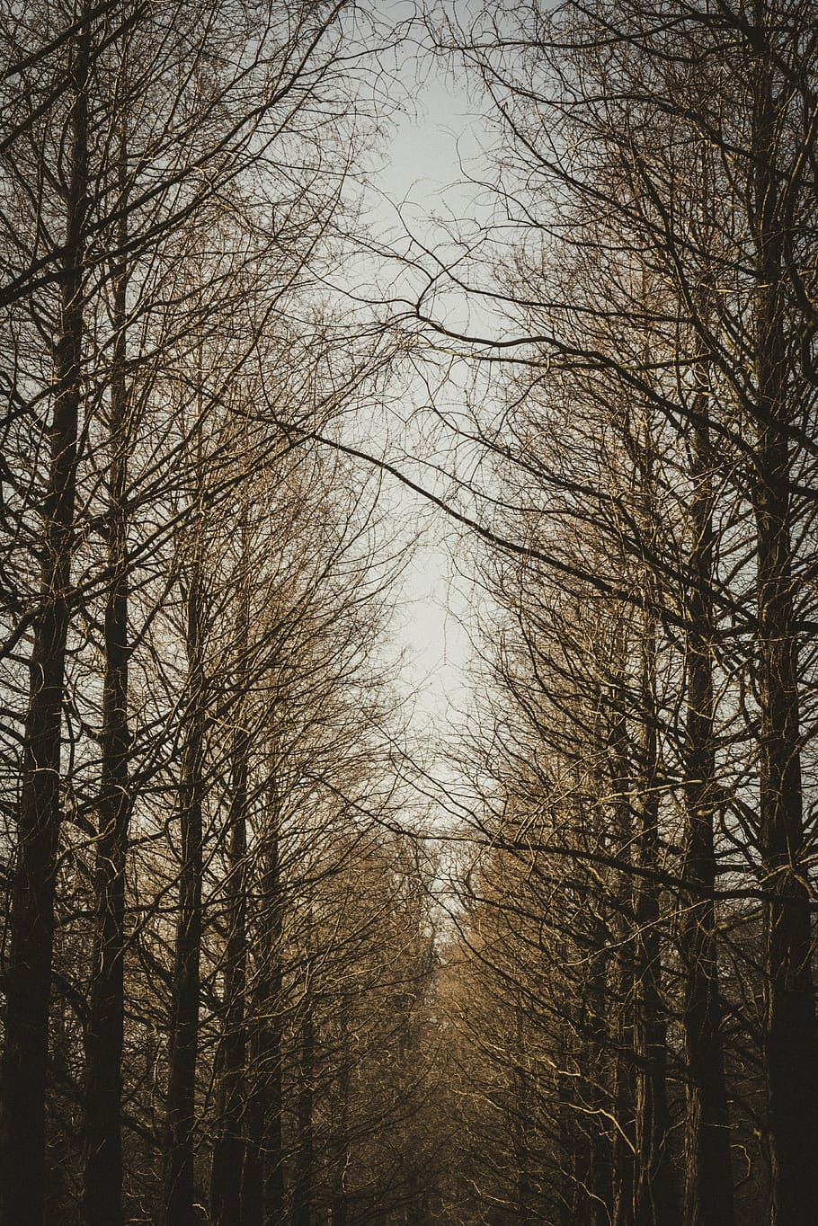 brown trees, plant, low angle view, no people, bare tree, forest HD wallpaper