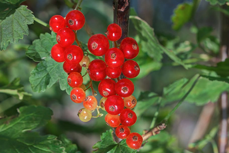 currant, fruit, vitamins, red, garden, berry, food, nutrition HD wallpaper