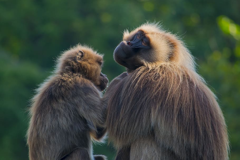 two brown monkeys, wildlife, mammal, animal, rheine, naturzoo rheine HD wallpaper
