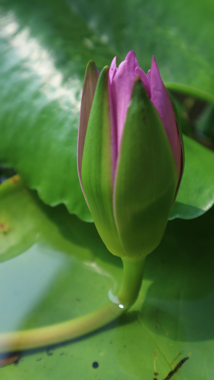 HD Wallpaper Water Lily Pink Bloom Blossom Nature Pond Lotus Purple Wallpaper Flare