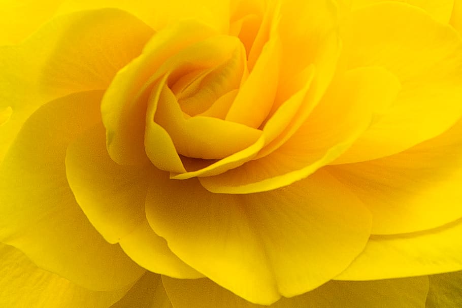 united states, sandpoint, flower, flowering plant, beauty in nature HD wallpaper