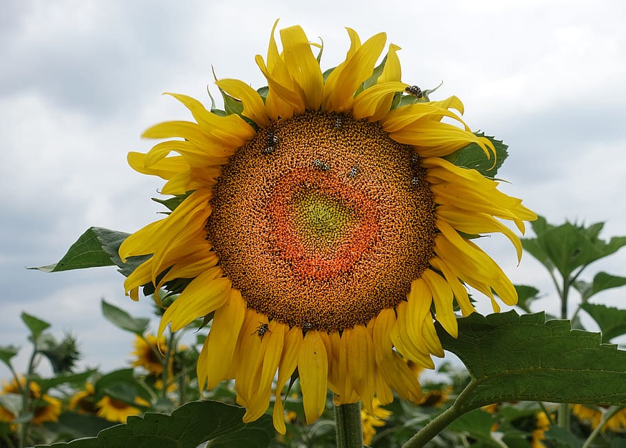 Macro Photo of Sunflower Under Cloudy Sky, beautiful, bees, bloom HD wallpaper