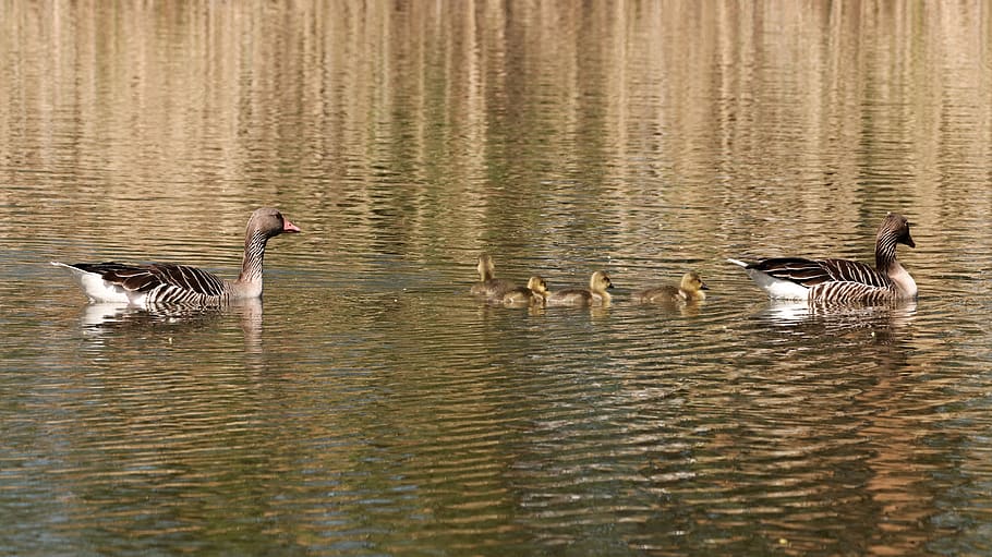 lake, spring, nature, cute, aquatic animals, waters, wild, animal world HD wallpaper