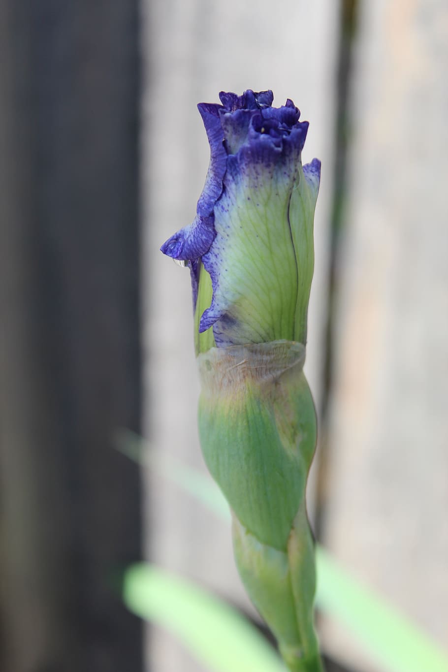 purple, iris, close-up, plant, nature, beauty in nature, growth HD wallpaper