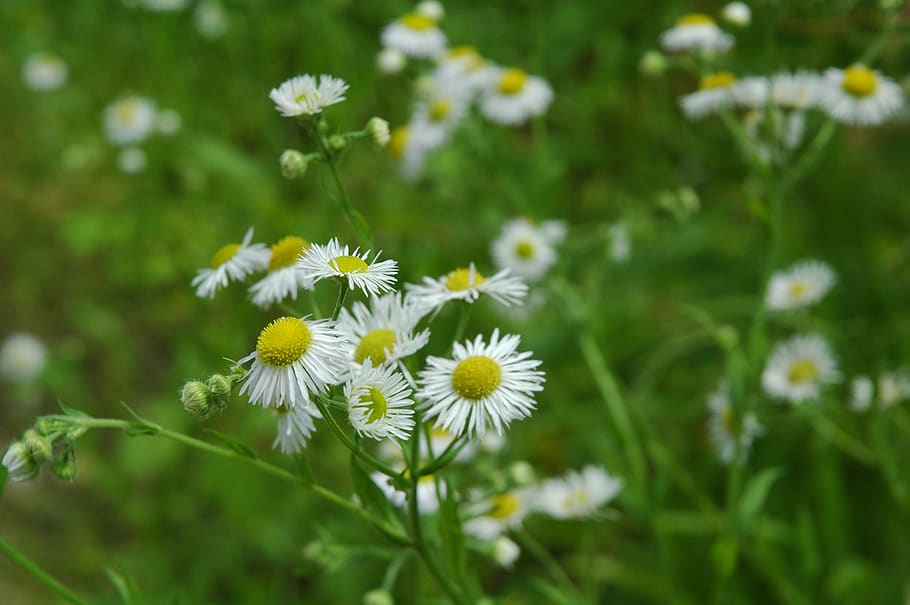 flower, spring, blossom, flowering plant, fragility, freshness HD wallpaper