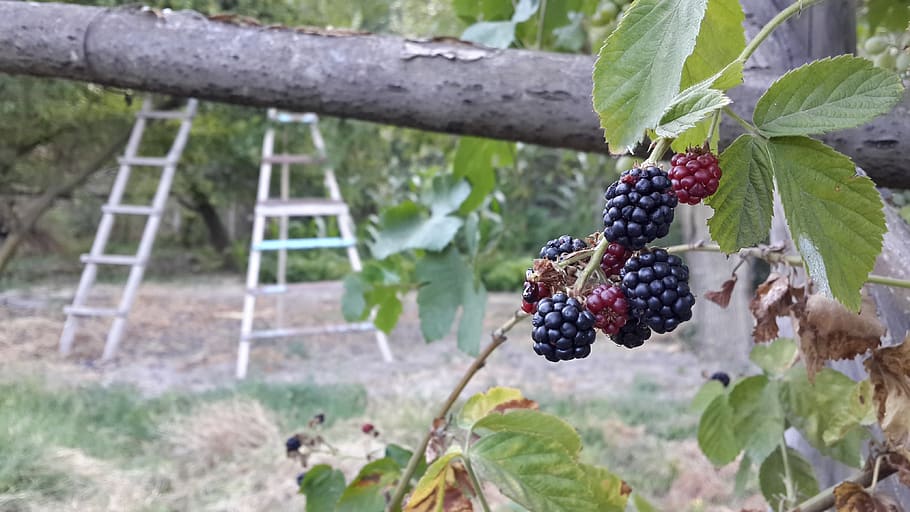 healthy eating, fruit, food, food and drink, berry fruit, freshness HD wallpaper
