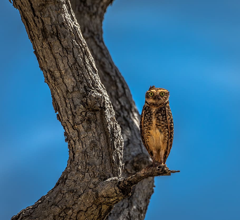 Owl Stand on Branch of Tree, daylight, eye, flight, animal wildlife HD wallpaper