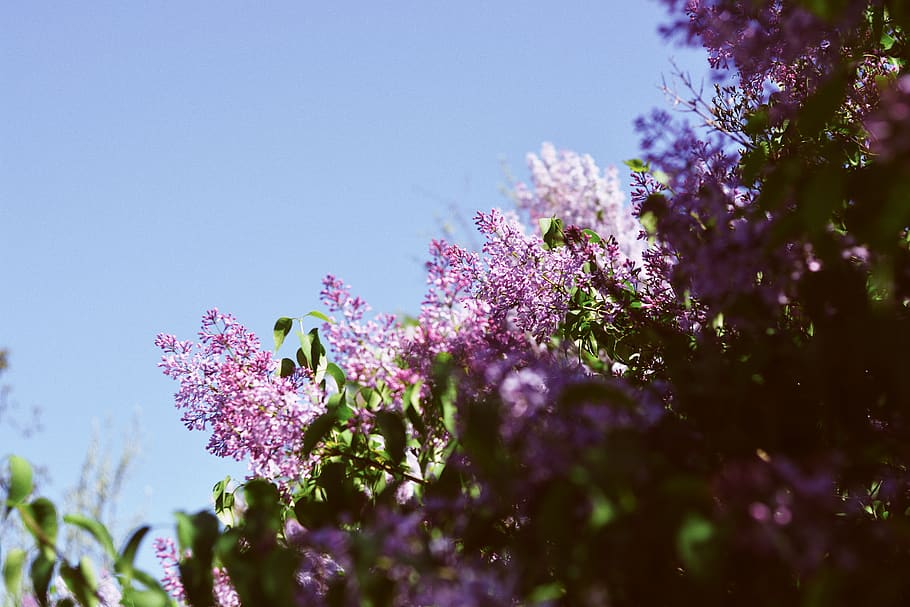 blur, lilac, flower, flora, nature, summer, botanical, vsco HD wallpaper