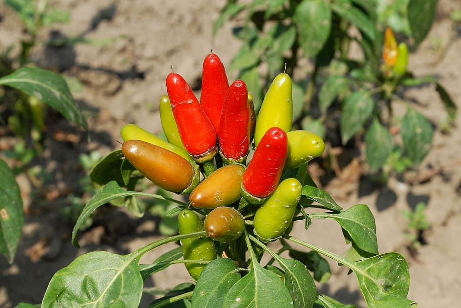 pepper, red, garden, vegetables, growth, food, plant, food and drink HD wallpaper