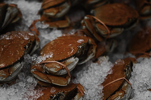 orange crabs, sea life, animal, food, seafood, lobster, burger HD wallpaper