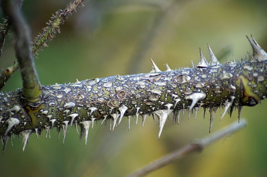thorns, spiny, sharp, nature, great, pointed, plant, branch HD wallpaper