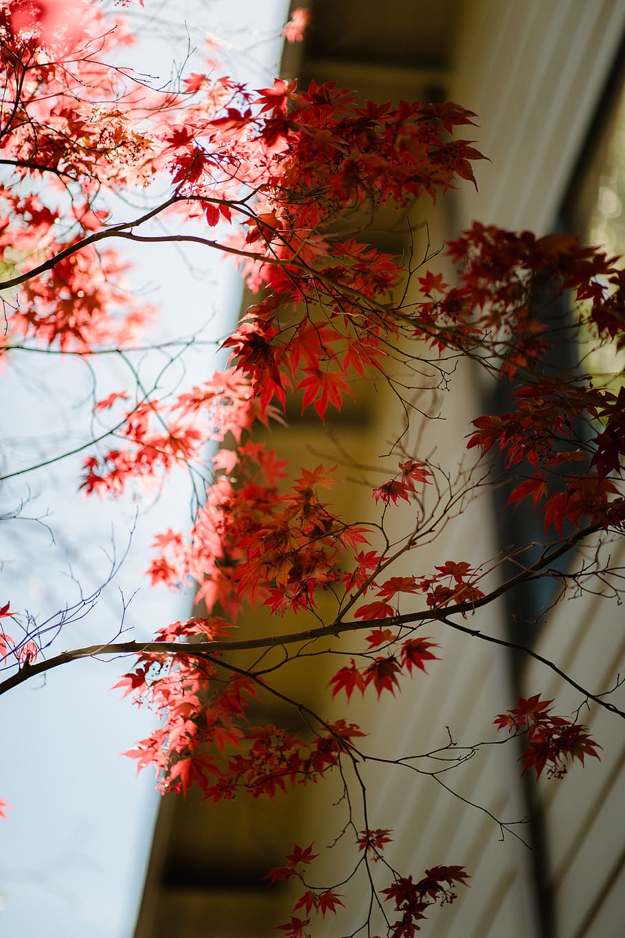 leaf, plant, tree, maple, maple leaf, bowl, clothing, overcoat HD wallpaper