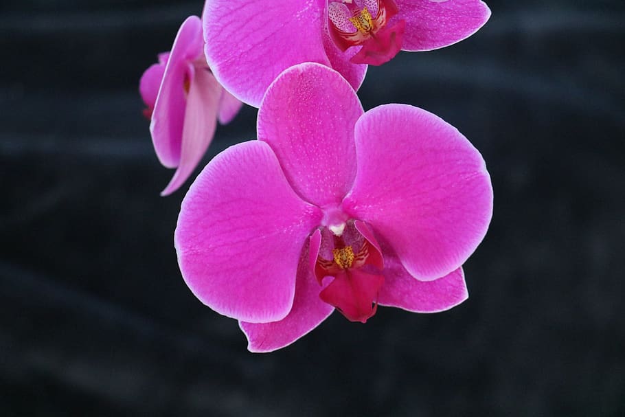 Розовые орхидеи фото с названиями и описанием