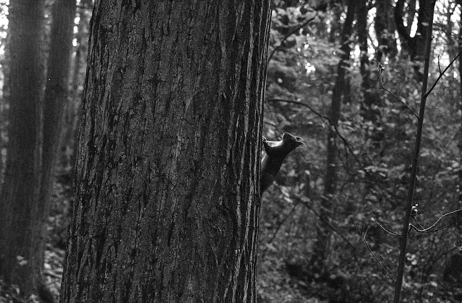 squirrel, tree, trunk, plant, tree trunk, no people, nature HD wallpaper