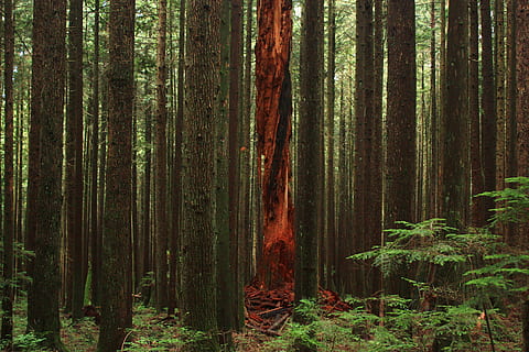 forest, tree, trees, burnt, pacific northwest, nature, unique HD wallpaper
