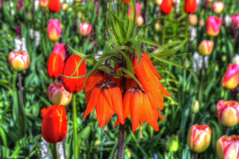 flowers, tulips, bed, spring, nature, garden, flora, red, color HD wallpaper