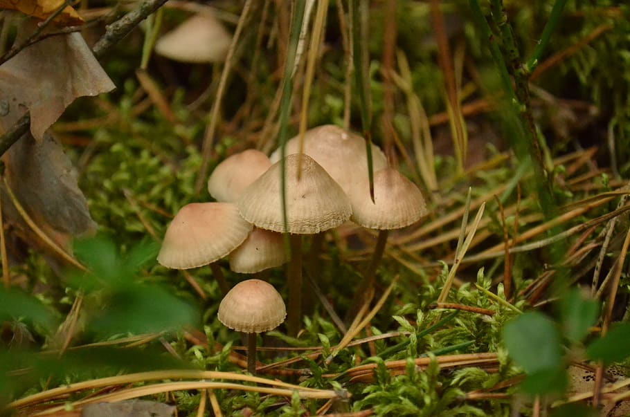 wild, nature, sphagnum, moss, mushrooms, fungus, vegetable HD wallpaper
