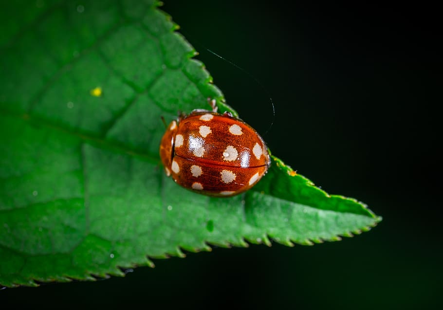 Macro Photography of Red Ladybug, animal, beetle, close-up, color HD wallpaper