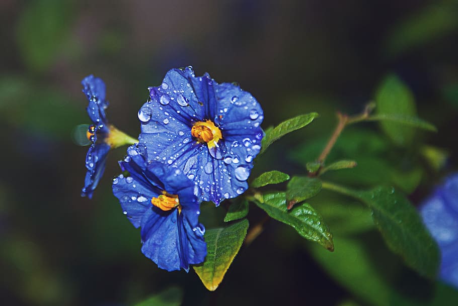 france, codognan, macro, leaves, green, drop, garden, blue HD wallpaper