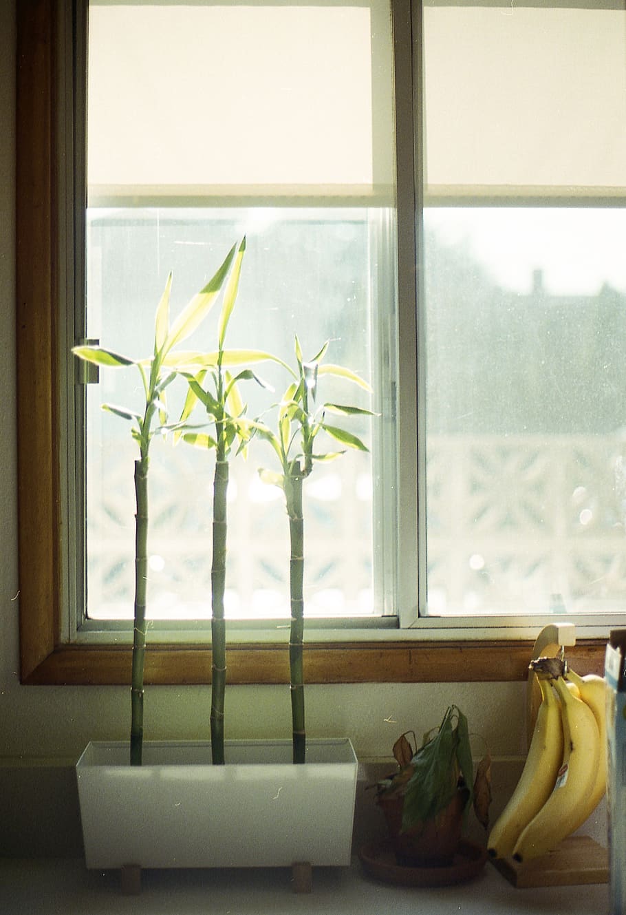 green plants beside window, indoors, glass - material, no people HD wallpaper