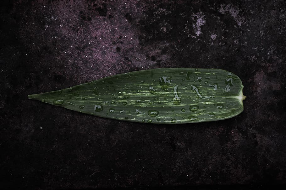 green leaf, plant, flora, wet, flat lay, nature, wildlife, dark HD wallpaper