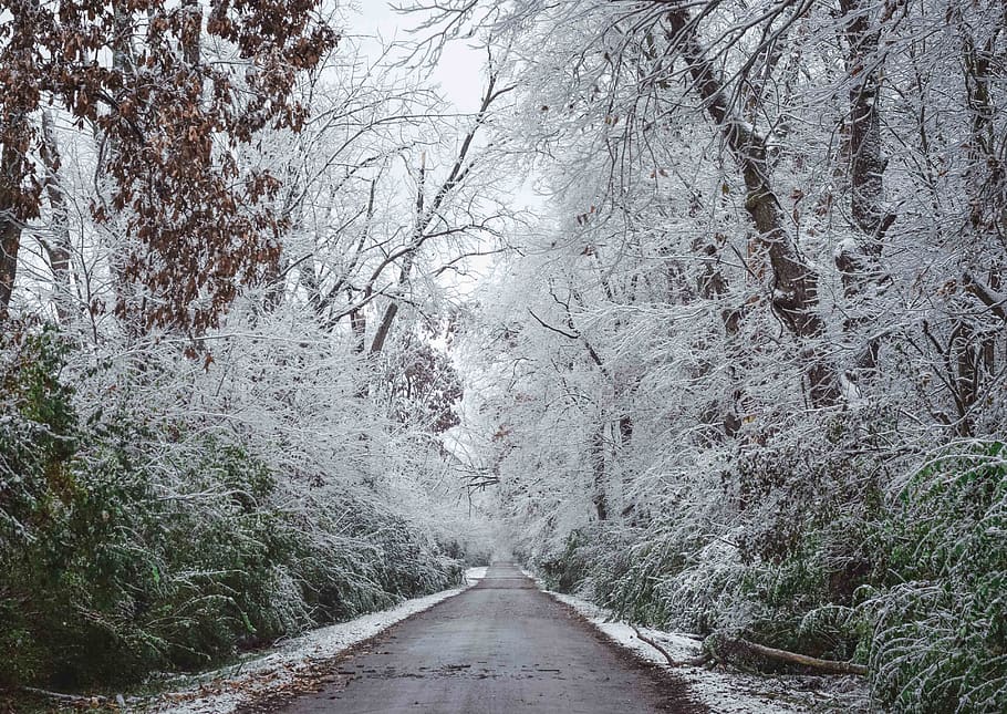 empty road between forest, tree, direction, the way forward, plant HD wallpaper