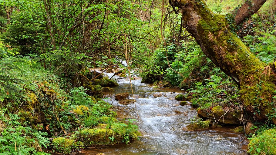 forest, river, nature, water, landscape, trees, scenic, outdoors HD wallpaper