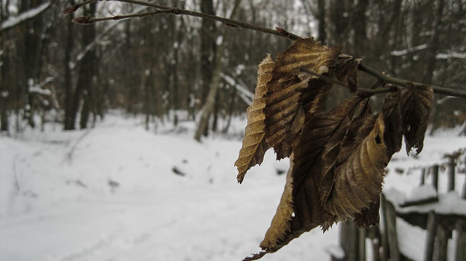 leaves, trees, forest, snow, winter, wood, branch, cold temperature HD wallpaper