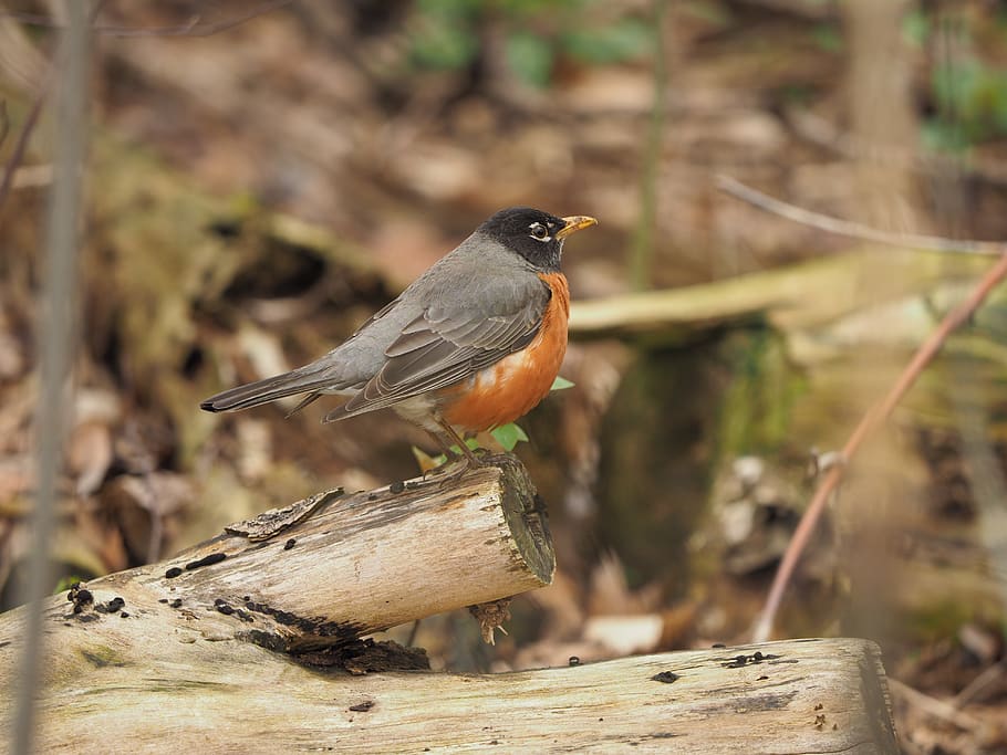bird, robin, fall, nature, outdoors, animal themes, animal wildlife HD wallpaper