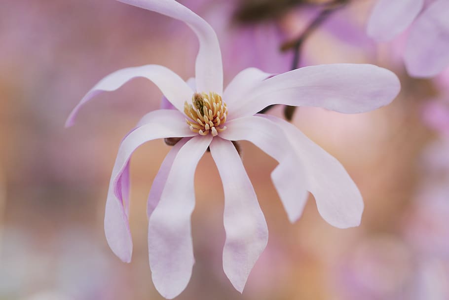 white, petal, flower, bloom, blur, flowering plant, fragility HD wallpaper