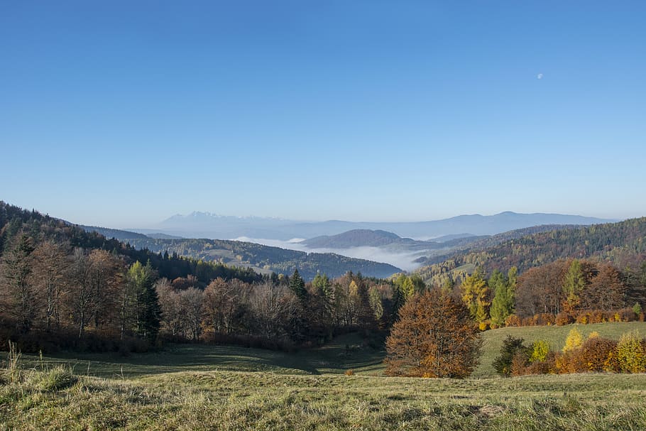 Green Tree Near Mountain Area during Daytime, forest, landscape HD wallpaper