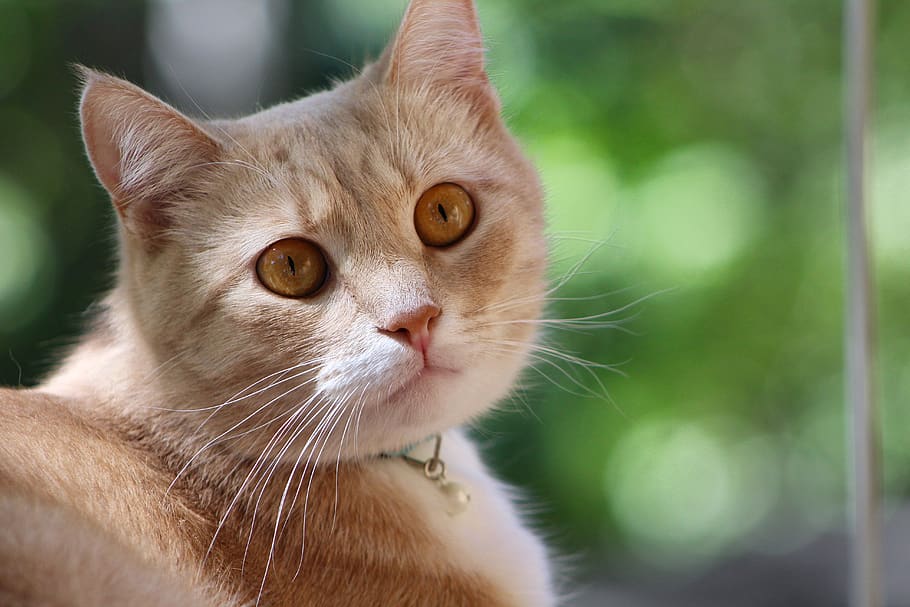 animals, cute, cat, mammals, fur, pet, kitten, furry, nature HD wallpaper