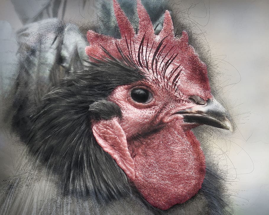 hahn, animal, bird, poultry, nature, feather, birds, close up HD wallpaper