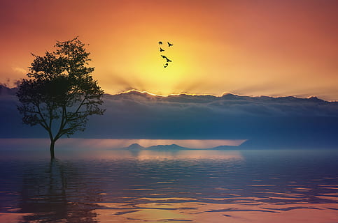 still, calm, tranquil, sunset, sky, ocean, lake, water, trees HD wallpaper