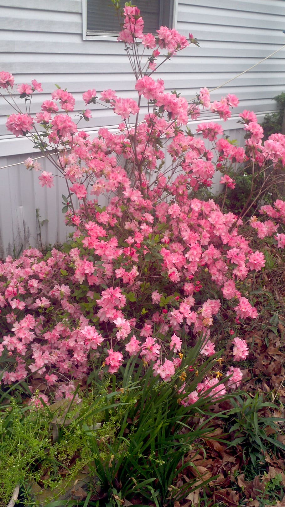 bush, shrub, tree, pink, flowers, blossoms, blooming, flowering plant HD wallpaper
