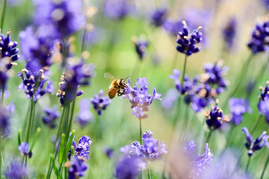 lavender, bee, flowers, garden, insect, violet, plant, flight HD wallpaper