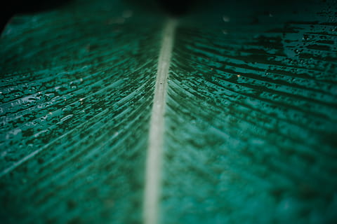 green leaf plant, veins, crystal, zipper, photo, photography HD wallpaper