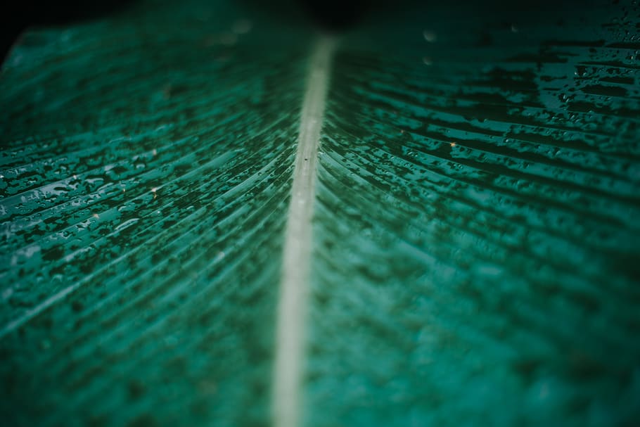 green leaf plant, veins, crystal, zipper, photo, photography HD wallpaper