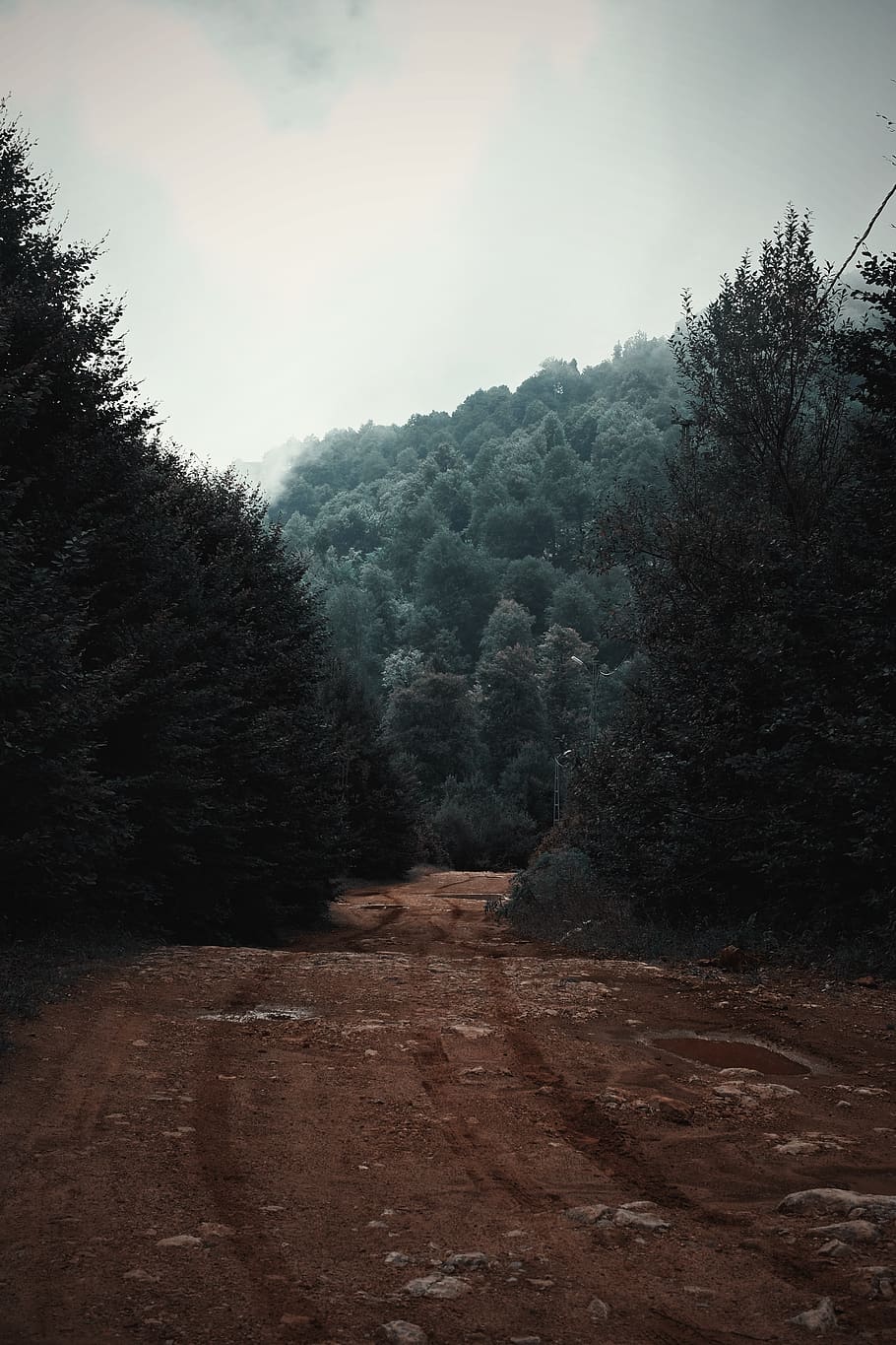 pathway between green trees under cloudy sky, plant, tranquility HD wallpaper