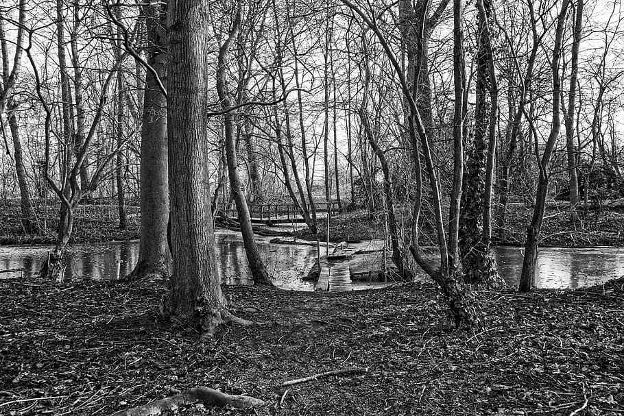 tree, wood, pontoon, bridge, frozen, moat, frozen over, bare trees HD wallpaper