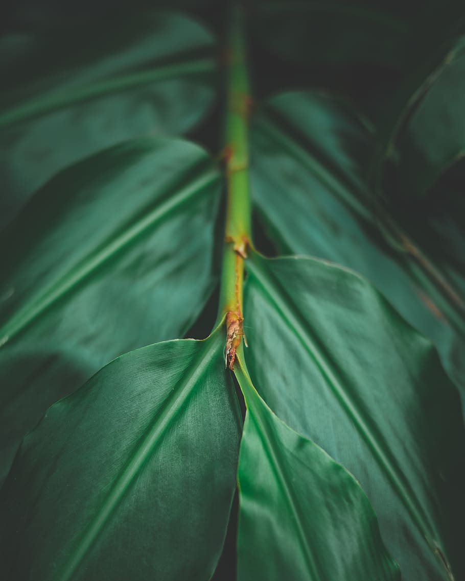 leaf, plant part, green color, close-up, invertebrate, no people HD wallpaper