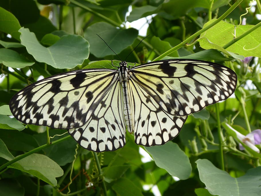 butterfly, black, white, insect, animal, nature, creature, wing HD wallpaper