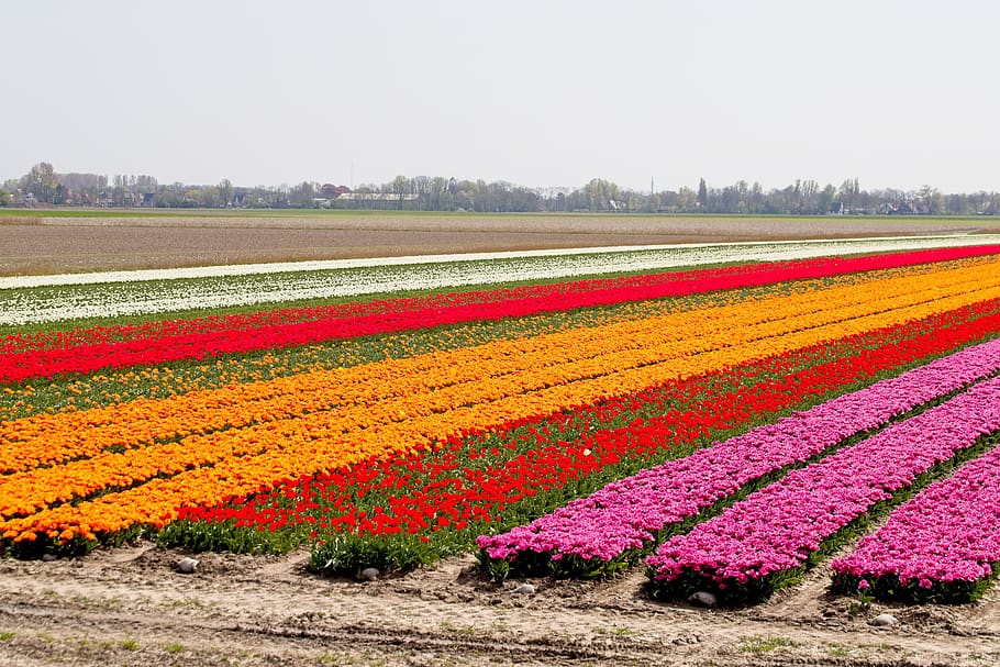 bulbs, bulb fields, tulips, colors, netherlands, holland, spring HD wallpaper