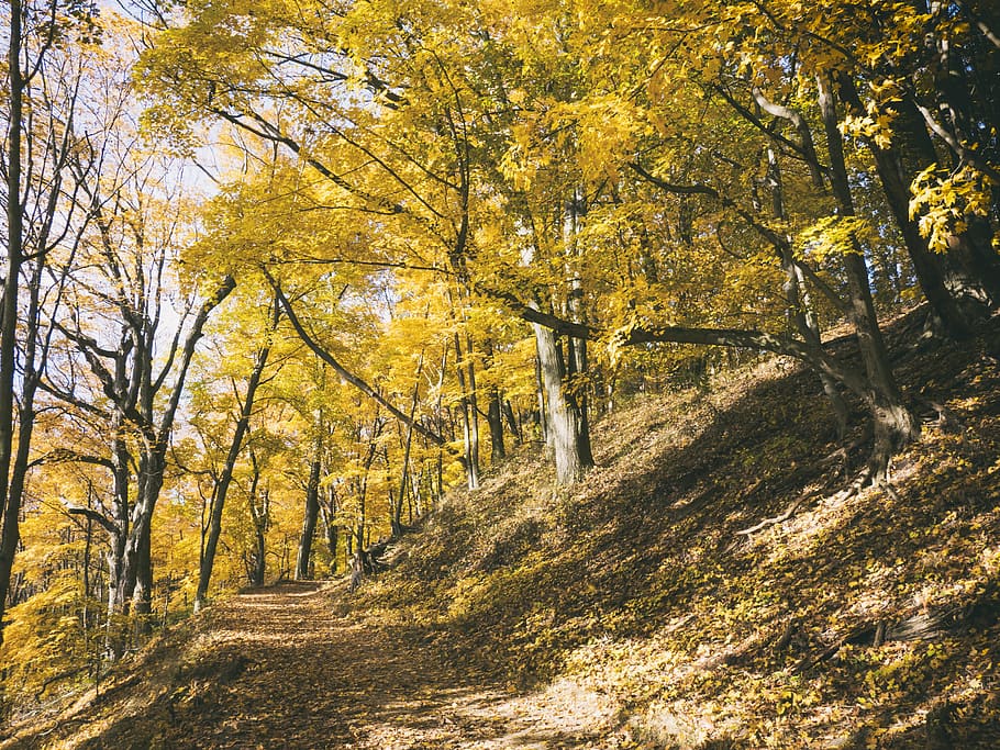 pathway surrounded with trees, plant, tree trunk, saugatuck, united states HD wallpaper