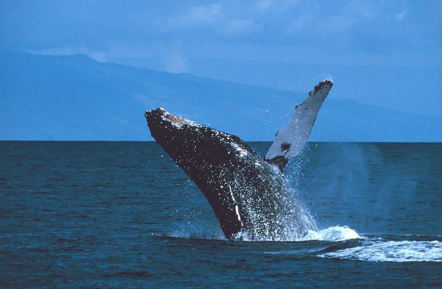 humpback, whale, fish, animal, nature, ocean, sea, animal themes HD wallpaper