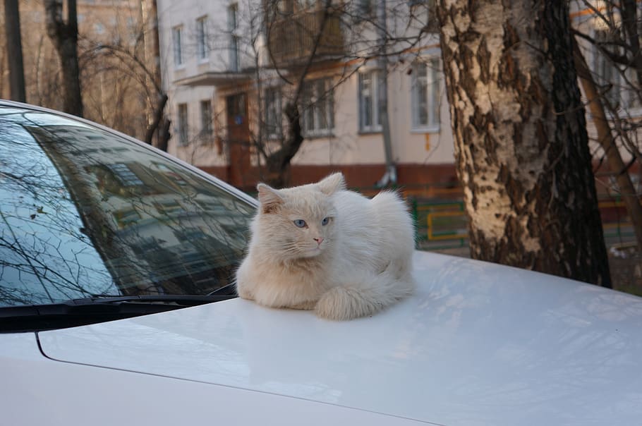 spring, cat, cats, white cat, street cat, an outdoor cat, beautiful cat HD wallpaper