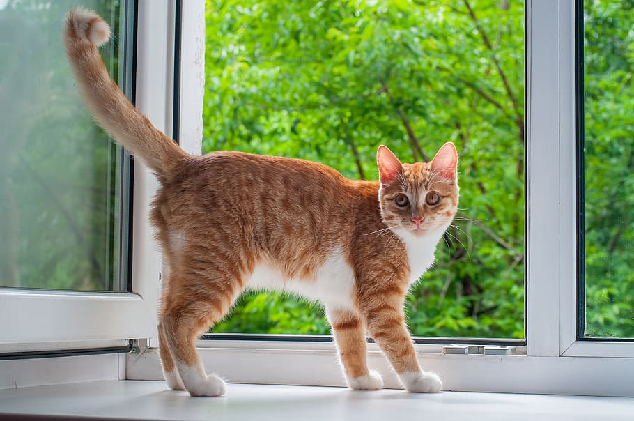orange tabby cat standing beside open window, domestic, pets HD wallpaper