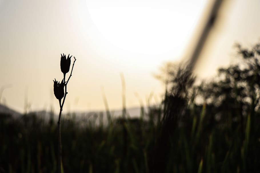 light, flare, plant, sunlight, flower, blossom, animal, bird HD wallpaper